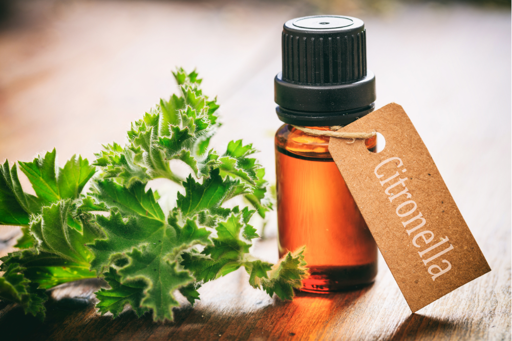 Aceite esencial de citronela: componente natural con contenido de citronelol, utilizado en aromaterapia y en el cuidado del hogar.