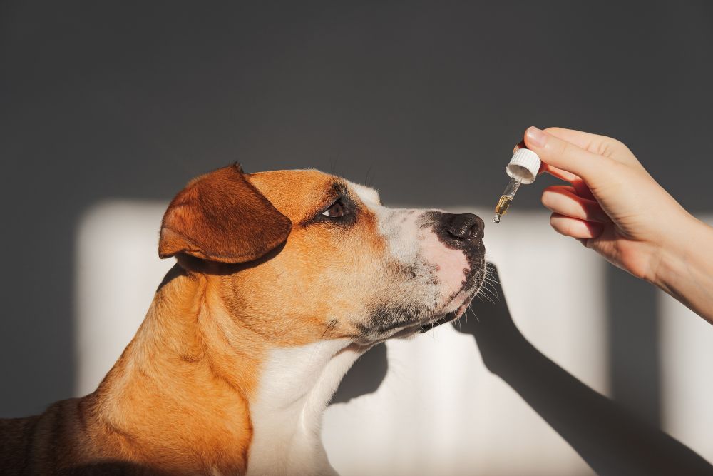 Perro oliendo un gotero con aceite esencial – foto ilustrativa que advierte sobre el uso seguro de aceites con mascotas.