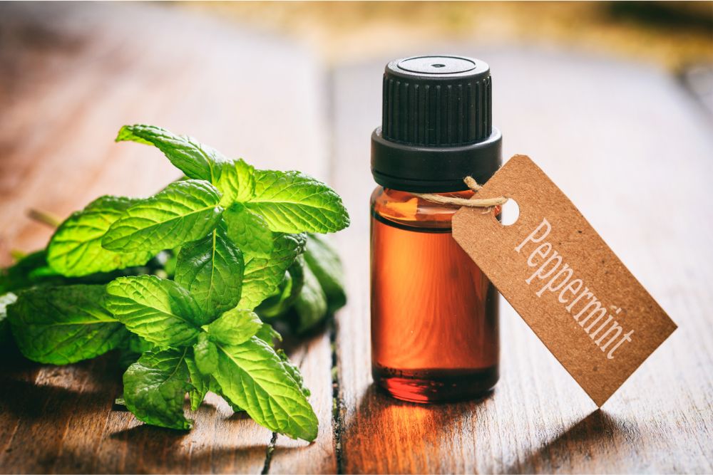 Hojitas frescas de menta con gotas de aceite esencial de menta