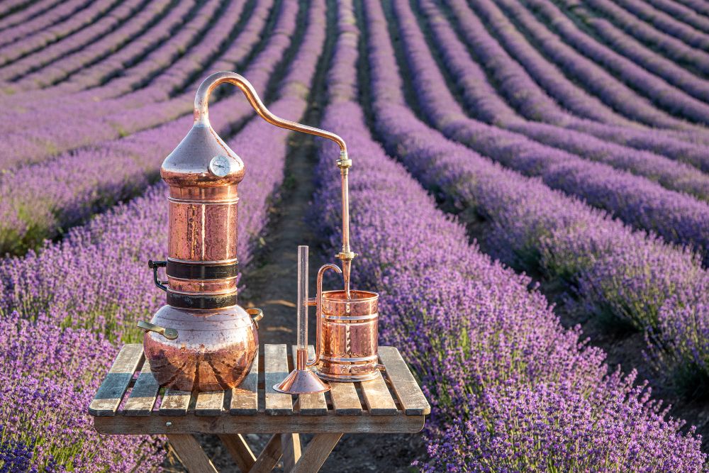 Proceso de destilación por vapor de agua para la producción de aceites esenciales de calidad a partir de plantas