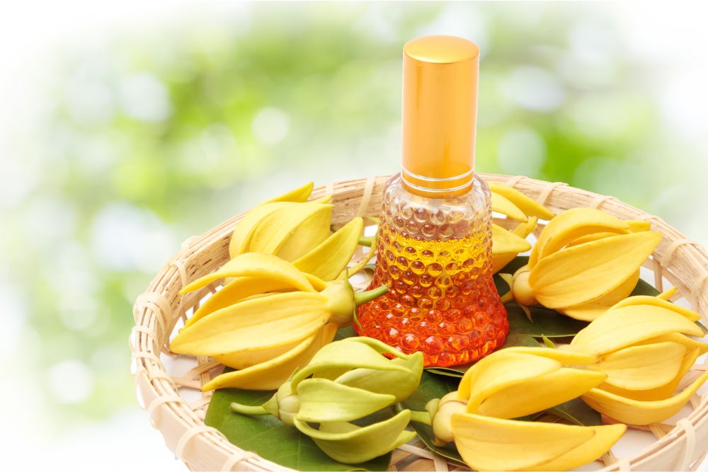 Flores amarillas de ylang-ylang con aceite esencial para la relajación