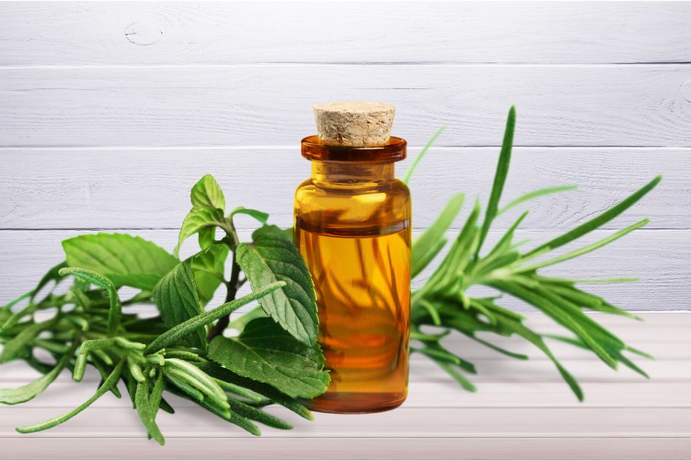 Frasquito con aceite esencial de árbol de té – producto natural de las hojas del árbol de té australiano.