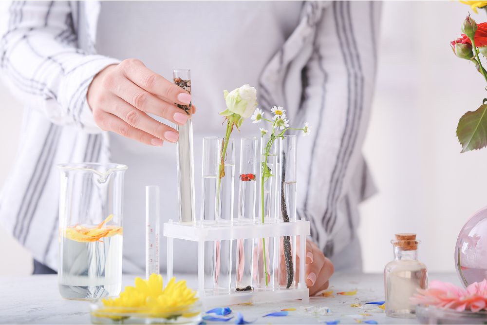 Proceso de destilación de aceites esenciales: aparato de destilación tradicional con vapor de agua